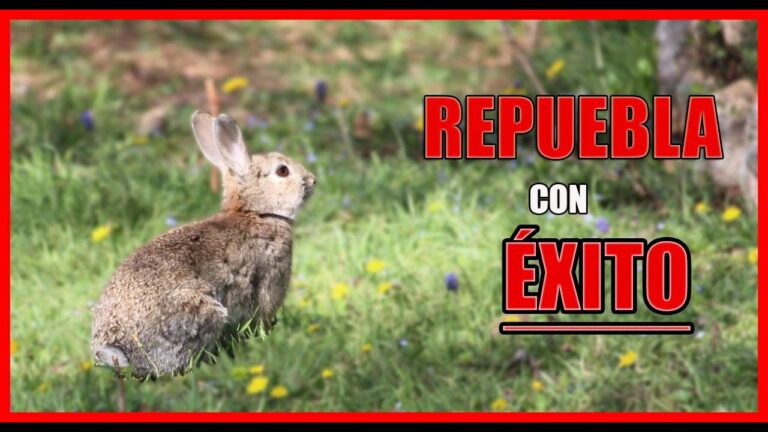 Repopulación de conejos de monte: Estrategias efectivas