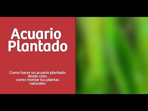 Guía para montar un acuario con plantas naturales