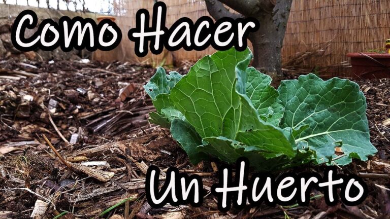 C&oacute;mo montar una huerta: Gu&iacute;a completa