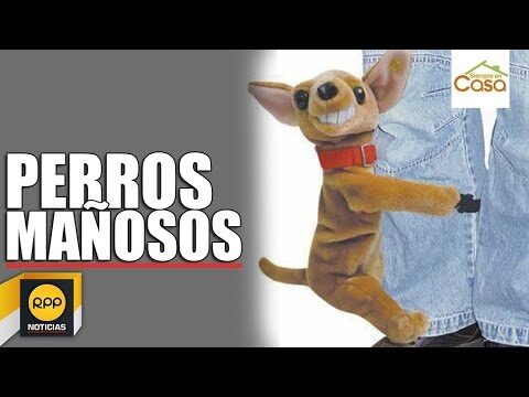 Cómo evitar que mi perro monte a mi perra