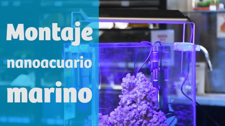 Guía para montar una pecera marina: Todo lo que necesitas saber