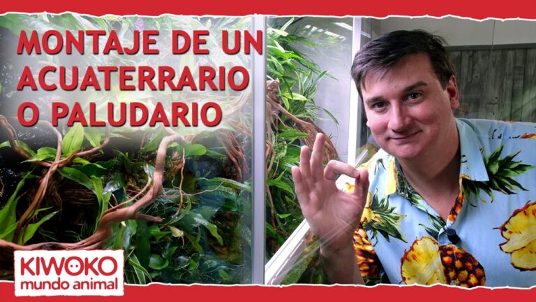 Guía para montar un acuaterrario: consejos y pasos importantes