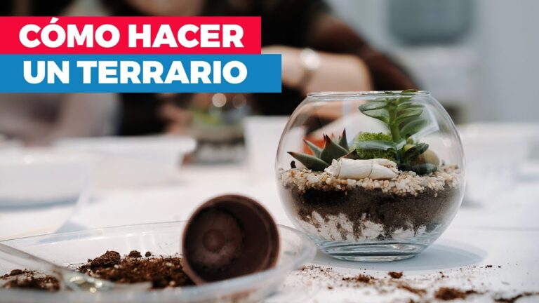 Guía para montar un terrario perfecto