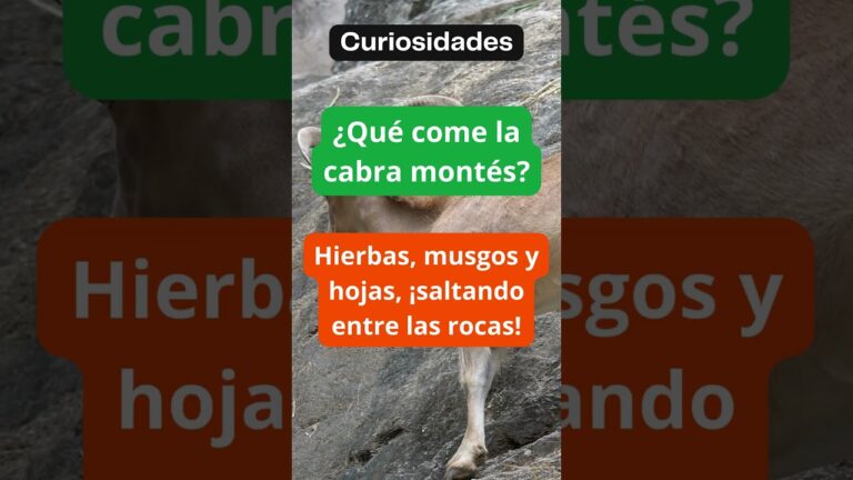 La dieta de la cabra montés