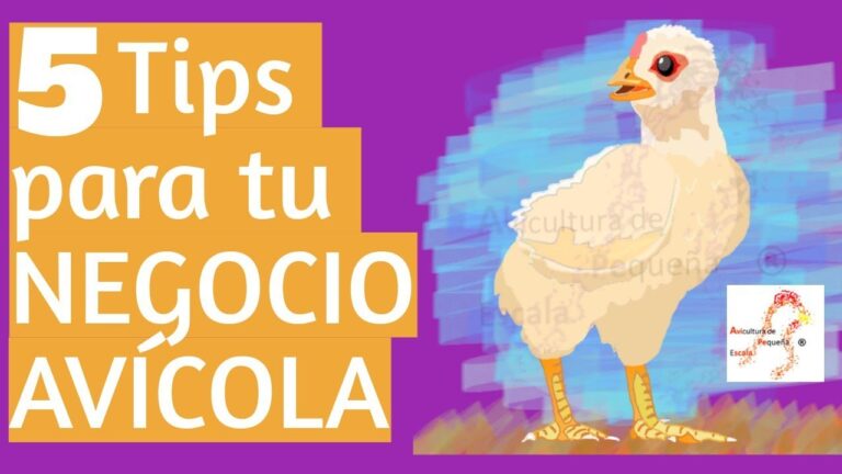 Guía para montar una granja avícola: Consejos clave