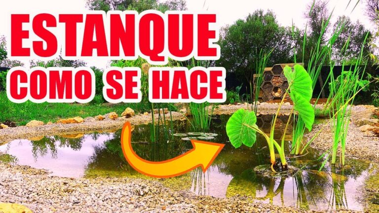 Gu&iacute;a para montar un estanque de peces