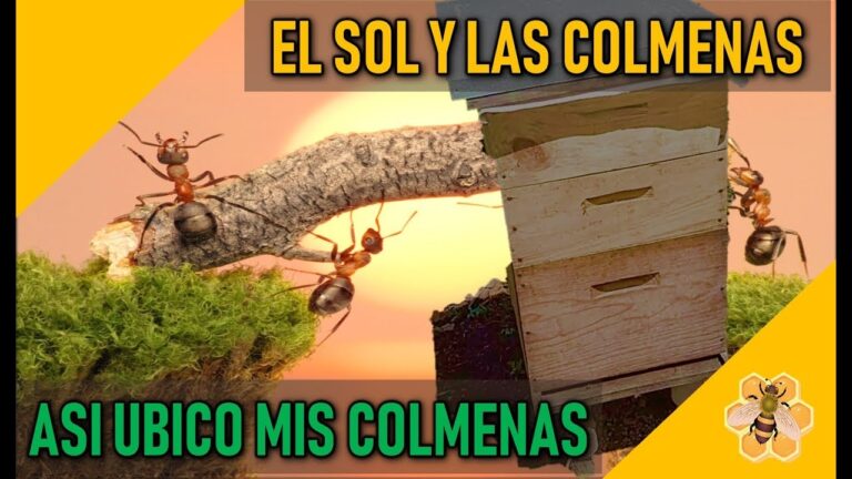 Guía para Montar una Colmena de Abejas