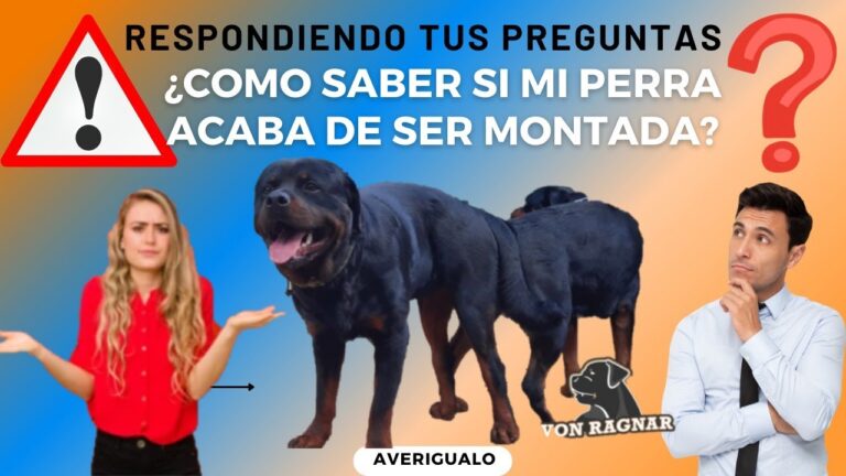 C&oacute;mo detectar si mi perra ha sido montada