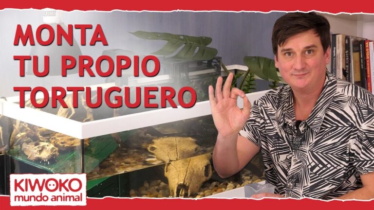 Gu&iacute;a para montar un acuario para tortugas