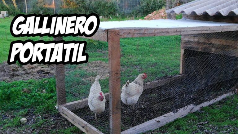 Cómo montar un gallinero casero: guía completa