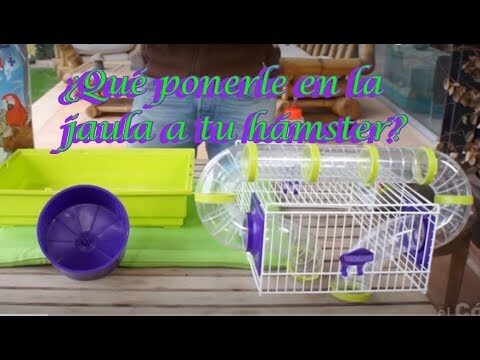 Gu&iacute;a para montar una jaula de h&aacute;mster de forma eficiente