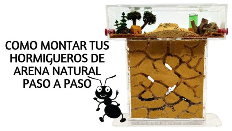 C&oacute;mo montar un hormiguero: gu&iacute;a optimizada