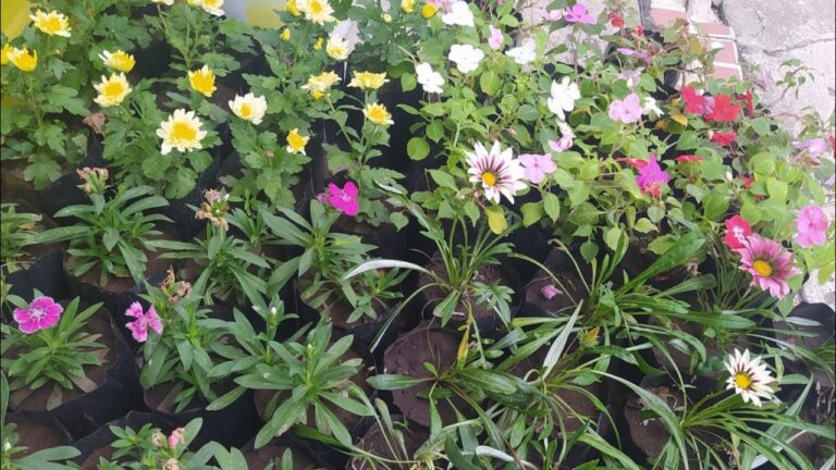 Cómo montar un vivero casero: Guía completa