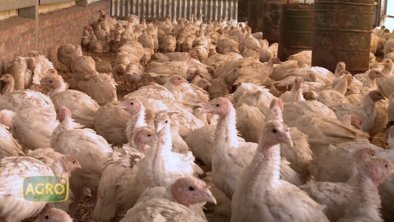 Guía para montar una granja de pavos: Todo lo que necesitas saber