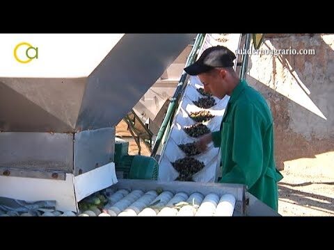 Guía para montar una almazara de forma eficiente