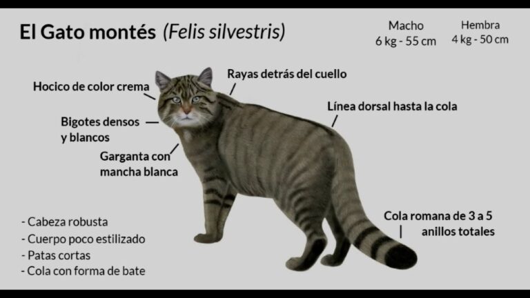 C&oacute;mo identificar si tu gato es de raza mont&eacute;s