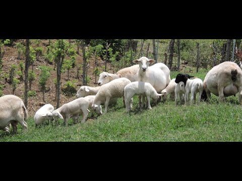 Gu&iacute;a para Montar una Granja de Ovejas: Pasos Clave y Consejos