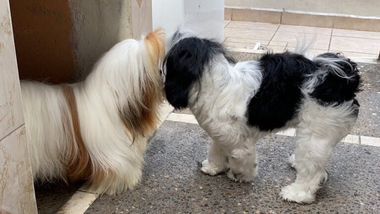 Estimulación para la monta: Cómo motivar a un perro macho