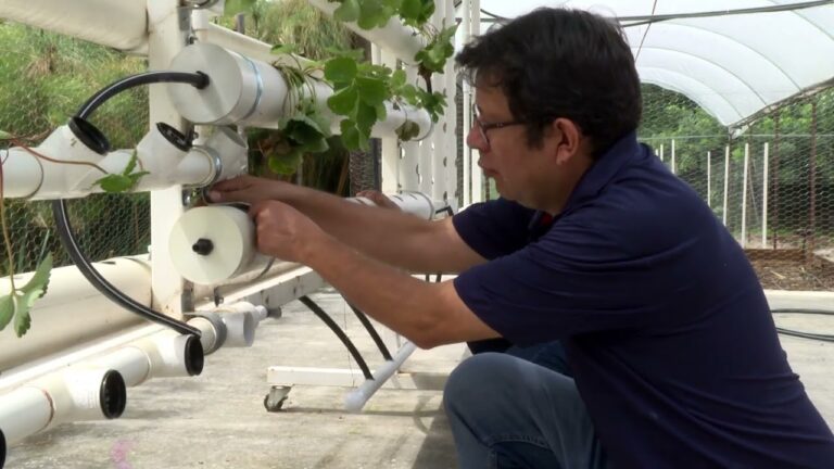 Guía para Montar un Sistema Hidropónico en Casa