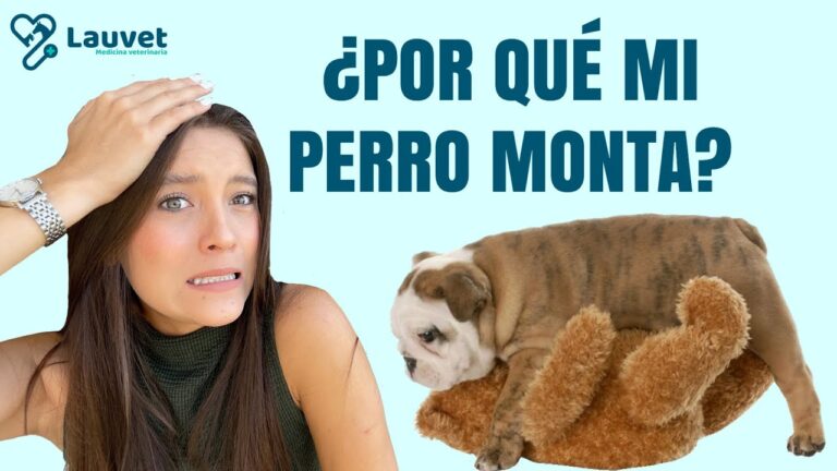 Consejos para que tu perro te monte adecuadamente