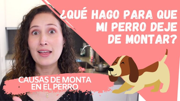 Control de la monta en perros: c&oacute;mo evitar este comportamiento