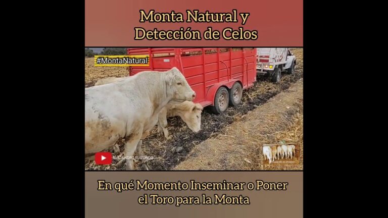 C&oacute;mo montar un toro a una vaca: Gu&iacute;a r&aacute;pida y eficaz