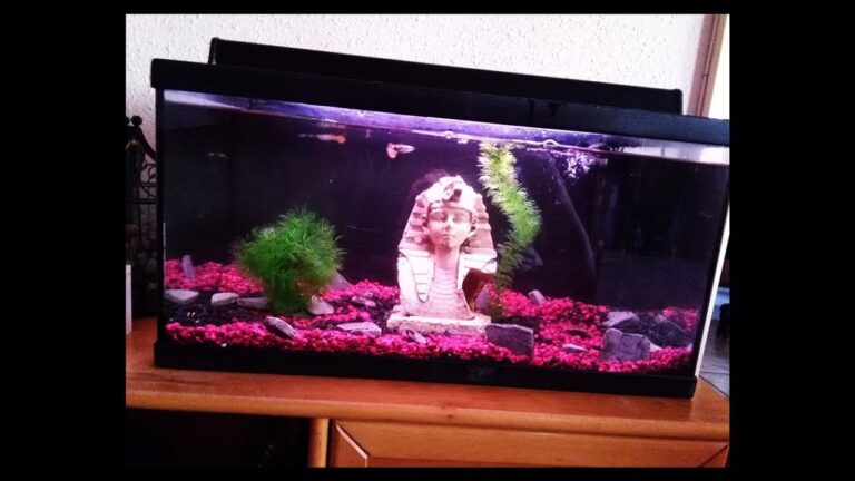 Guía para montar un acuario ideal para guppys