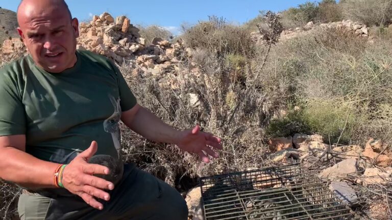 Cómo liberar conejos en la naturaleza de forma segura