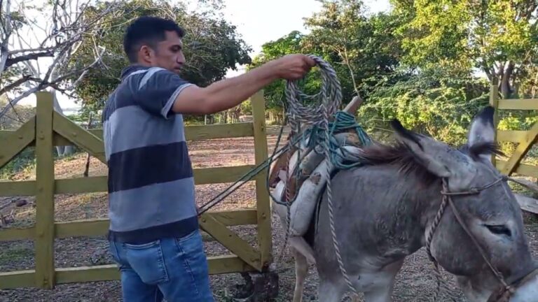 Guía para Montar un Burro: Consejos Prácticos