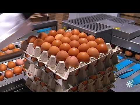 Guía para montar una granja de gallinas en libertad