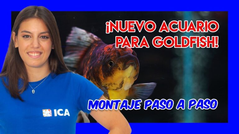 Gu&iacute;a para montar un acuario ideal para goldfish