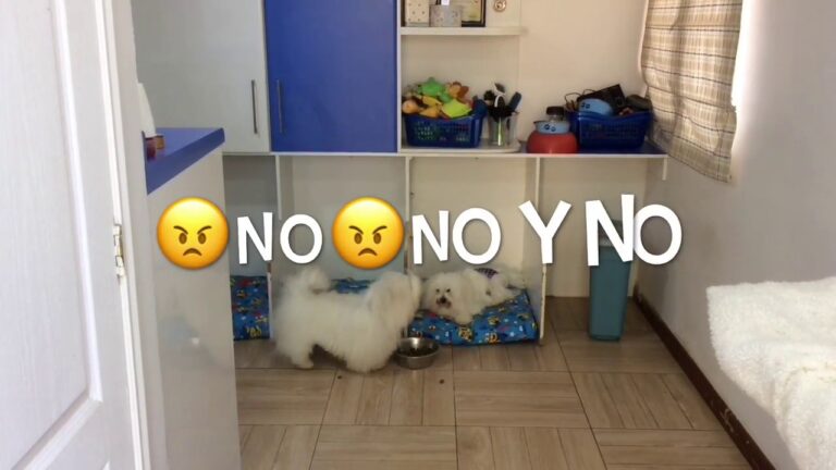 Evita que tu perro monte a tu perra: consejos efectivos
